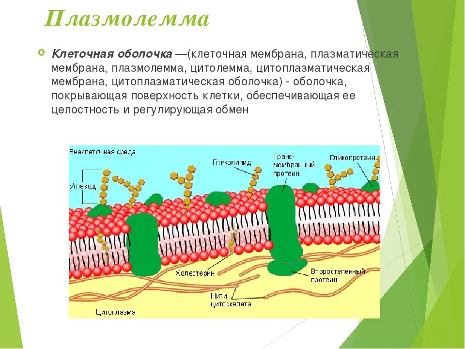 Какова роль клеточной оболочки. Плазматическая мембрана плазмалемма. Наружная клеточная мембрана и цитоплазматическая мембрана. Оболочка плазматическая мембрана. Строение цитолеммы плазматическая мембрана.