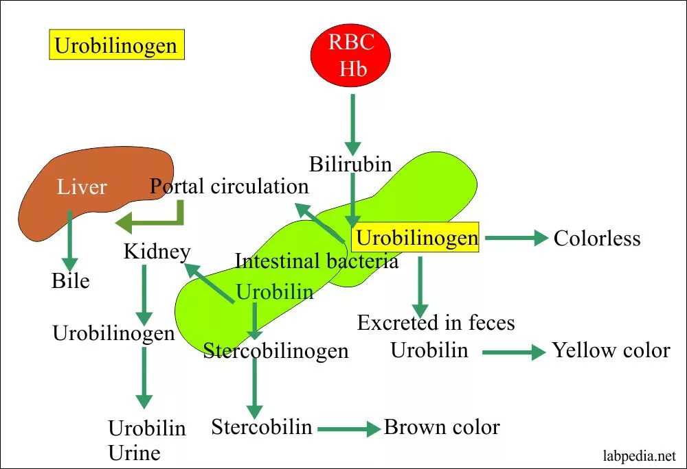 Уробилиноген метаболизм. Уробилиноген биохимия. Уробилиноген образуется из. Уробилиноген и уробилин.