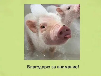 Синоним к слову хрюшка