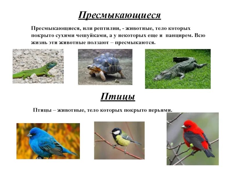 Разнообразие животных. Разнообразие животных 3 класс. Пресмыкающиеся птицы. Разнообразие животные 3 класс окружающий мир.