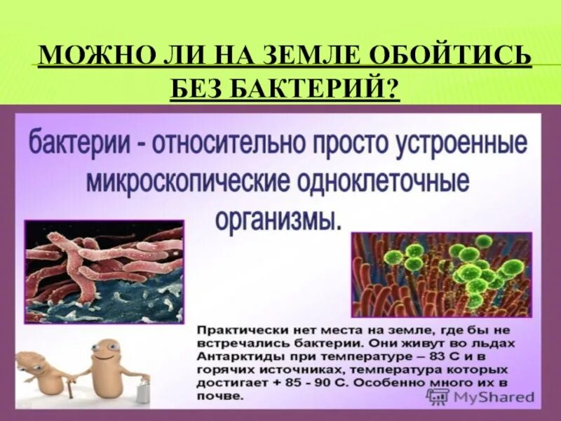 Бактерии сообщение кратко. Презентация на тему бактерии. Доклад о бактериях. Презентация по биологии бактерии. Бактерии доклад 5 класс биология.