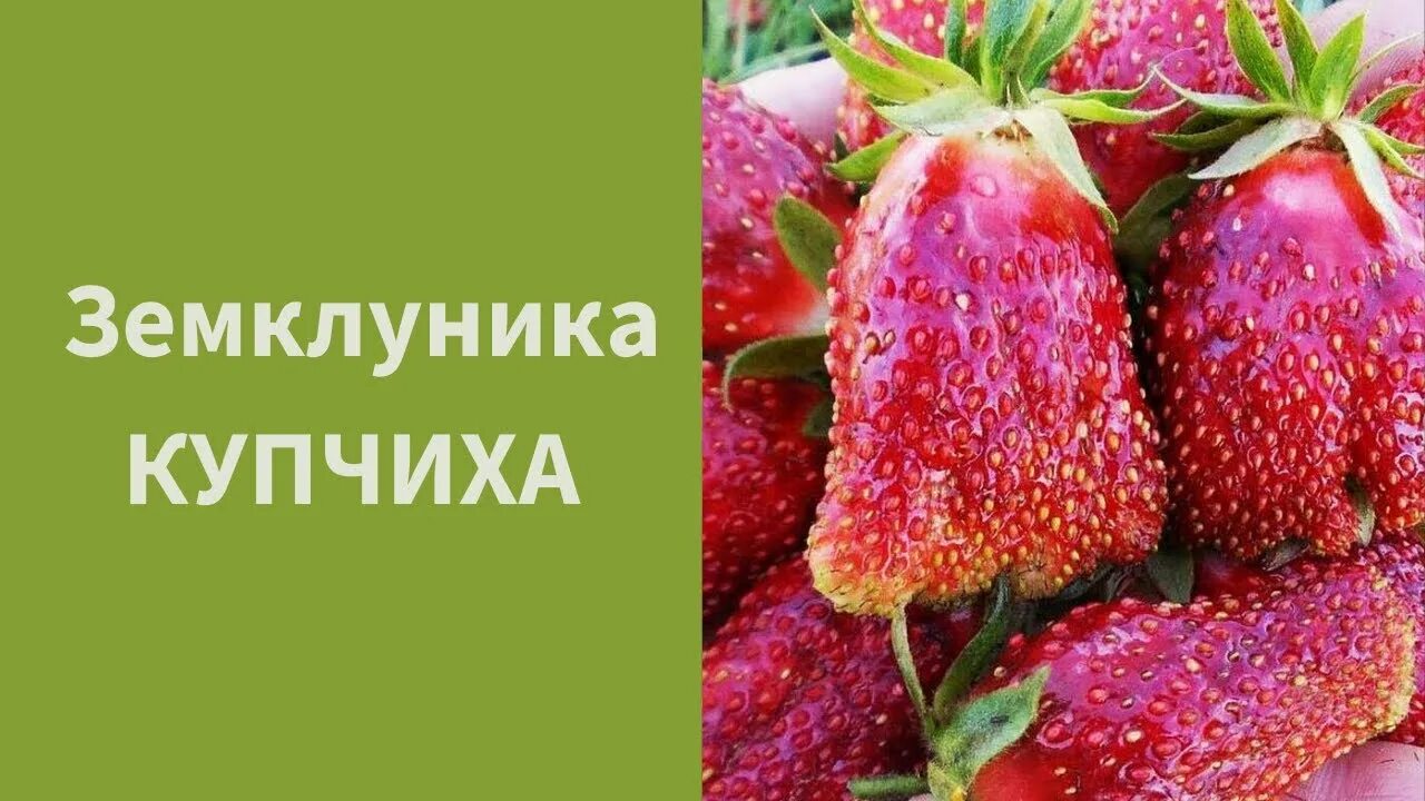 Купить клубнику сорт купчиха. Земклуника Купчиха. Земляника Купчиха земклуника. Земклуника сорт Купчиха.