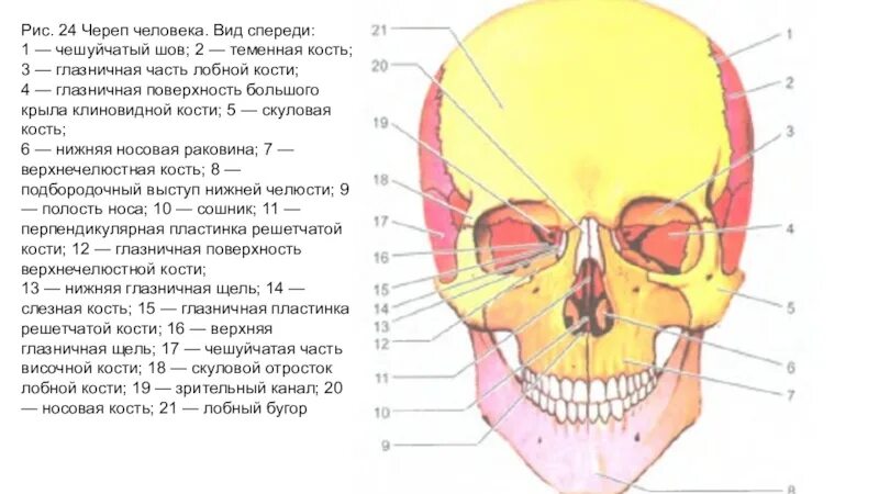 24. Череп. Вид спереди.. Череп человека вид спереди. Чешуйчатая часть кости черепа.