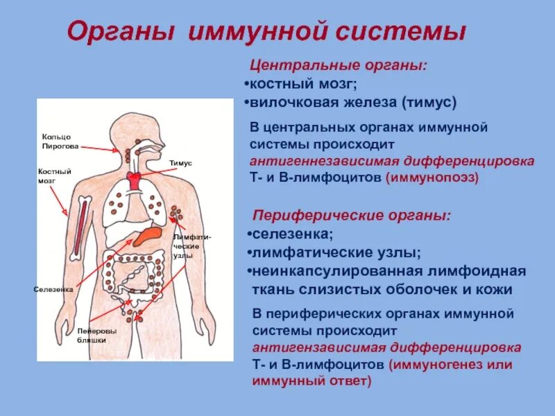 назовите основные структуры лимфатической системы. лимфатическая система человека схема движения лимфы анатомия. лимфатические узлы иммунная система. лимфатические узлы иммунной системы строение. иммунная функция лимфы.