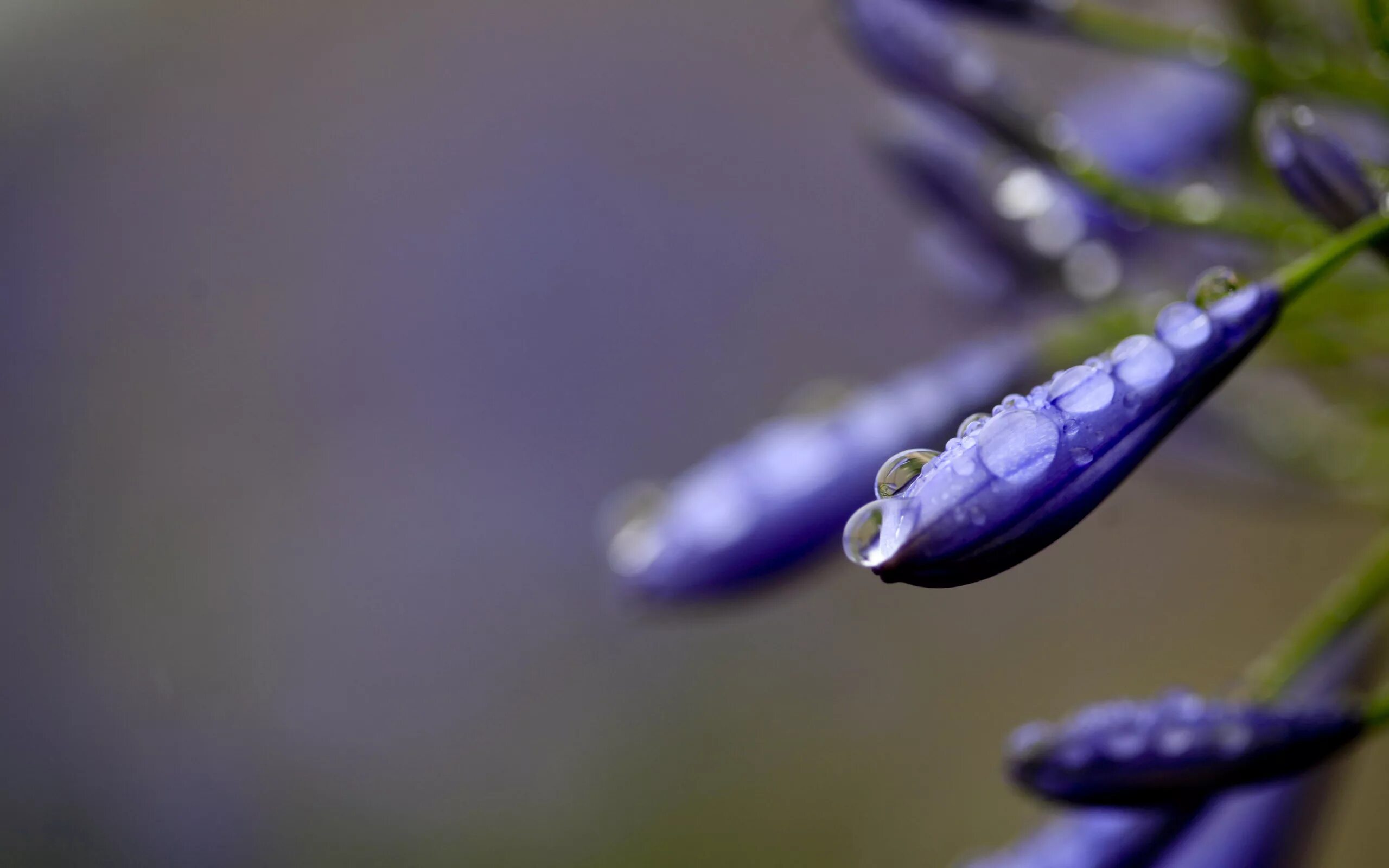 Drop flowers. Макросъемка. Макросъемка растений. Цветы макро. Капли макро.