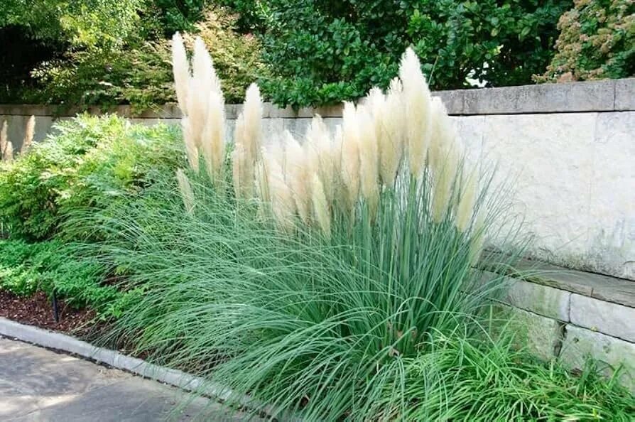 Кустарник кортадерия фото File:Erfurt, Egapark, BUGA 2021, Cortaderia  Wikimedia Commons
