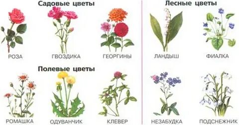 Названия растений из двух слов