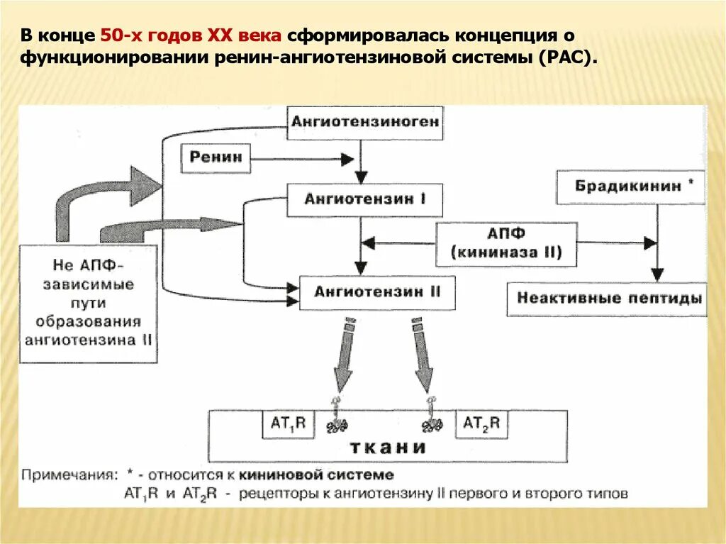 Схема превращения ангиотензина 2. Ренин-ангиотензиновая система схема. Эффекты ангиотензина 2 схема. Схема образования ангиотензина 2.