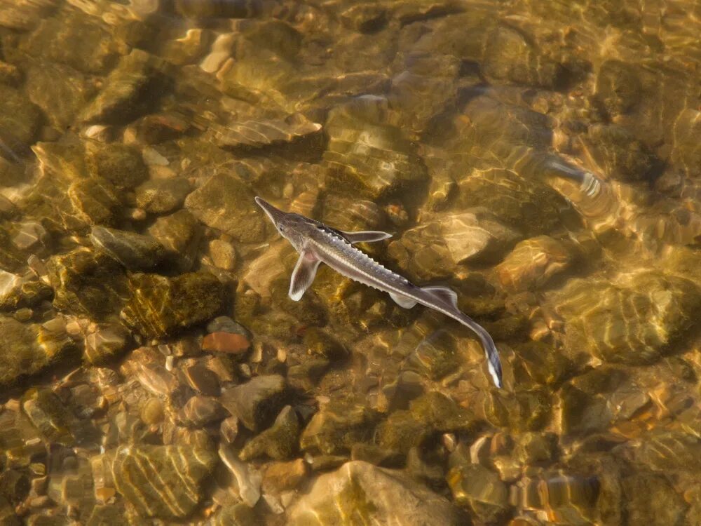 Какая рыба в москве реке