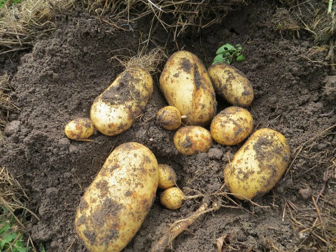 Сажать картофель во сне. Картошка в огороде. Картофель в земле. Посадка картофеля. Картошка растет в огороде.