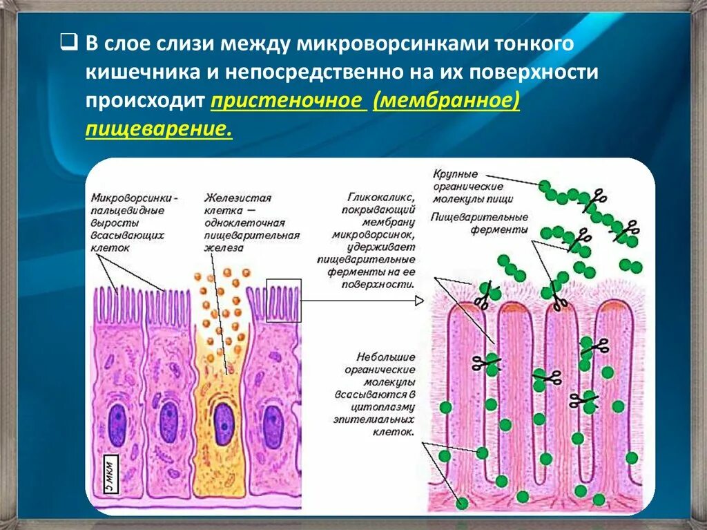 Слизистый слой кишки. Микроворсинки кишечника гистология. Пристеночноемембраное пищеварение. Микроворсинок ворсинки кишечника. Полостное пристеночное и мембранное пищеварение.