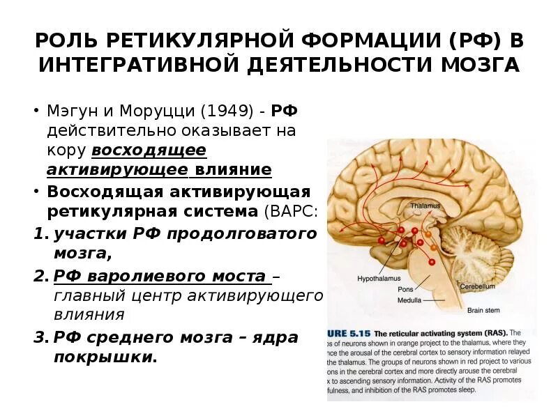 Неспецифические изменения мозга. Восходящая ретикулярная активирующая система мозга. Восходящая активирующая система ретикулярной формации. Ретикулярная формация активирующая система головного мозга. Проводящие пути ретикулярной формации.