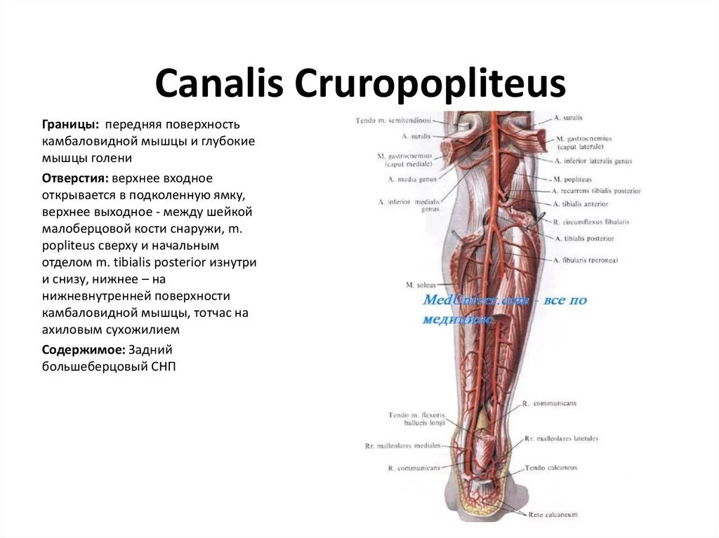 Canalis musculoperoneus inferior стенки. Мышцы голени топография. Canalis cruropopliteus анатомия. Каналы голени топографическая анатомия.