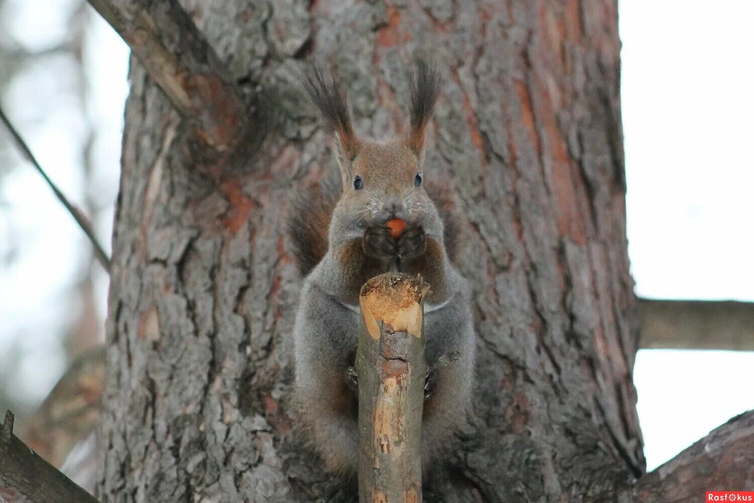 На каких деревьях живут белки. Мороженое лесная белочка. Жила белка в лесу ни. Жила белка в лесу ни. Жила белка в лесу ни о чем не тужила синтаксический разбор.