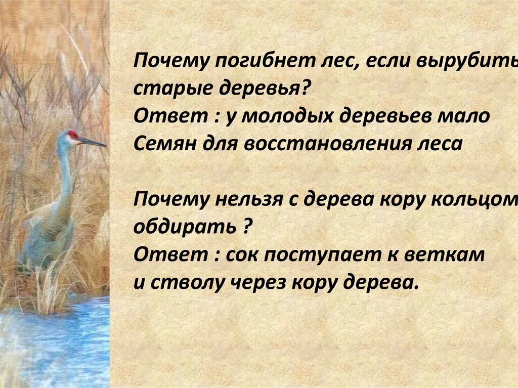 Почему гиб. Почему погибает лес. Почему погибаю деревья.