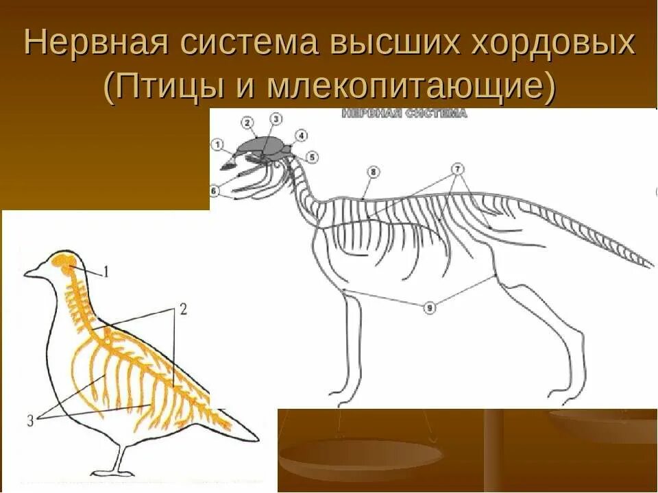 Типы нервной системы хордовых. Нервная система система млекопитающих. строение нервной системы хордовых животных. тип нервной системы млекопитающих. нервная система у высших хордовых.