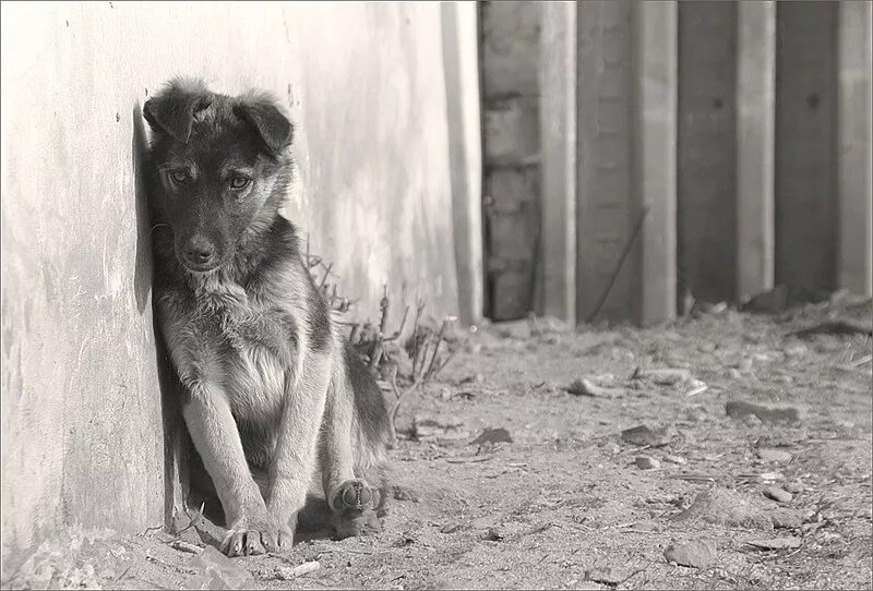 стих про собаку до слез. стих про кошку. истории про брошенных. стихи про брошенных детей. стихи про брошенных животных.
