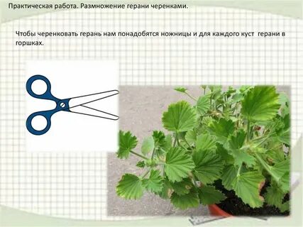 Герань размножение