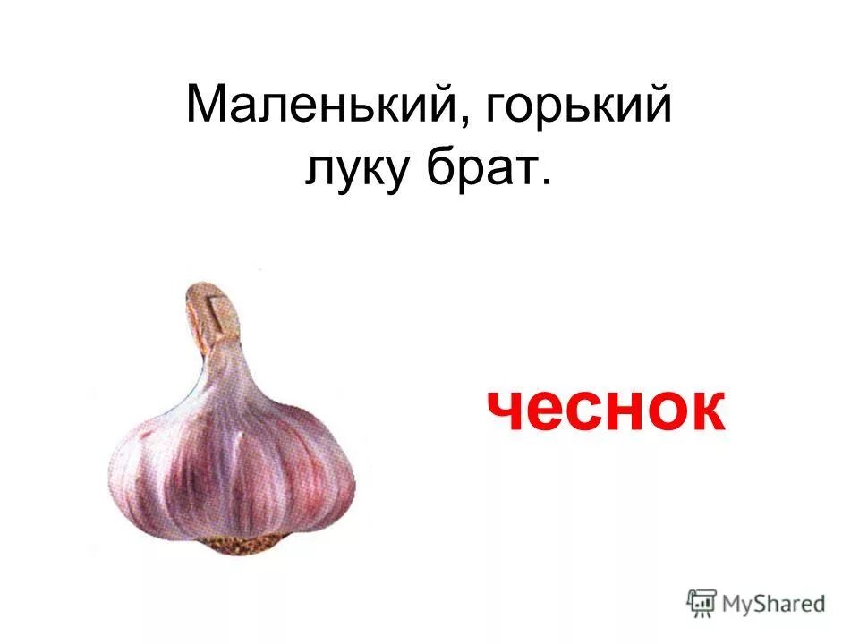 Маленькая горький. Маленькая горький