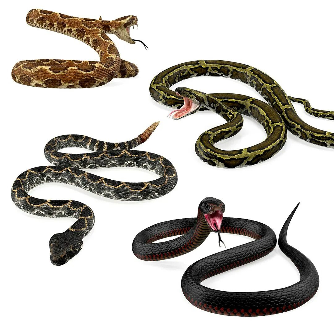D snake. Змеи ИКО макси. ДЕАГОСТИНИ змеи. ДЕАГОСТИНИ опасные змеи. Змеи коллекция DEAGOSTINI.