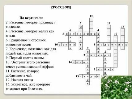 Кроссворд голосеменные растения 7 класс
