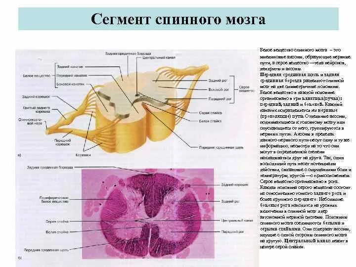 В спинном мозге выделяют. Строение спинномозгового сегмента. Борозды спинного мозга анатомия. Строение сегмента спинного мозга анатомия. Схема сегмента головного мозга.