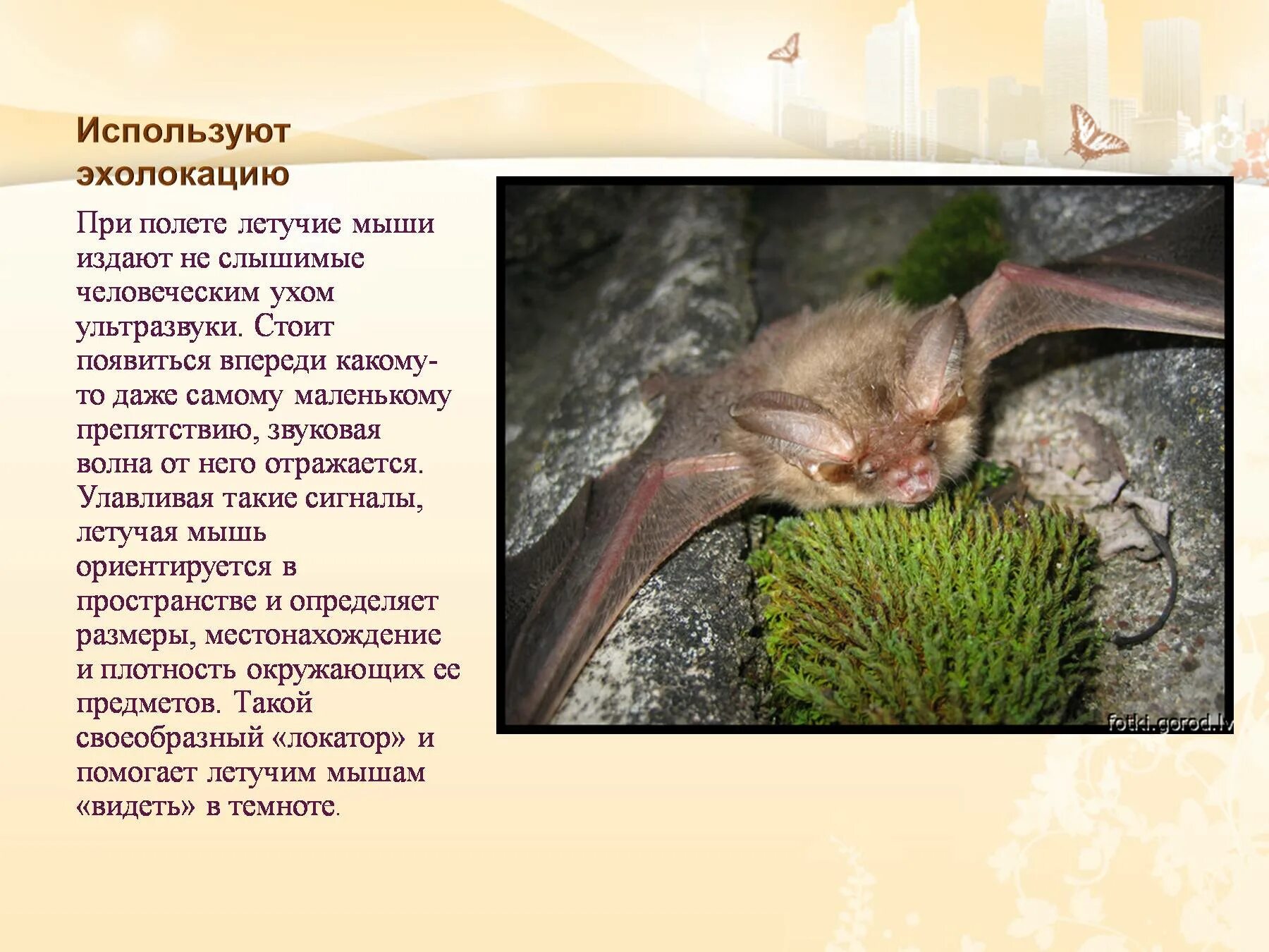 К какой группе относится летучая мышь. Летучая мышь для презентации. рассказ о летучей мыши. краткая информация о летучей мыши. презентация на тему летучая мышь.
