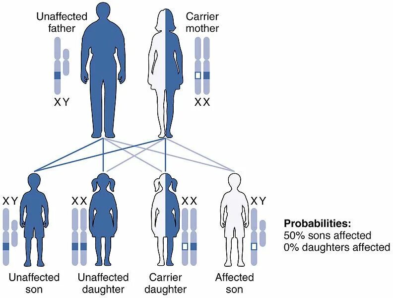 Гемофилия рецессивное заболевание. Гемофилия генетика Тип наследования. Схема наследования. Схема наследования гемофилии. Схема наследования гемофилии у человека.