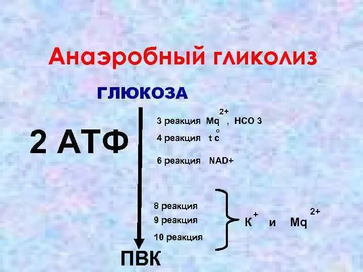 Выход атф. Анаэробный гликолиз. анаэробный гликолиз атф. гликолиз атф. анаэробный гликолиз глюкозы.