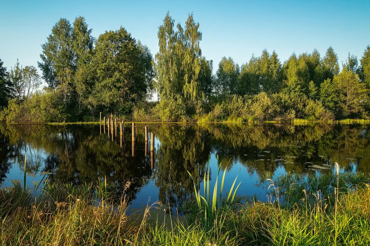 лес поволжья. озеро в августе. август озер. парк «озеро койсуг. август озер.