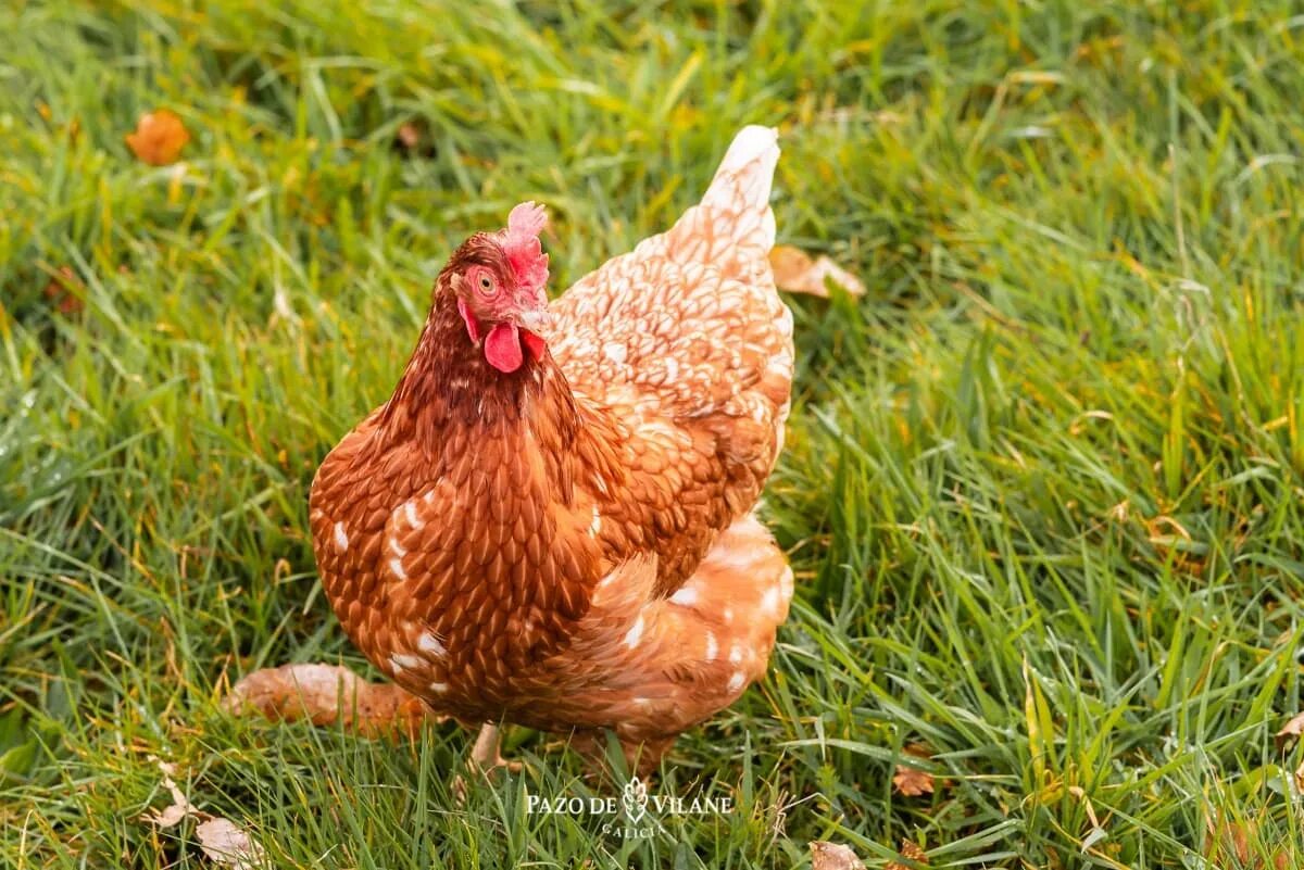 Пестрая наседка. Gallina. Рыжие наседки породы. Золотисто рыжие куры наседки породы. Американа куры.