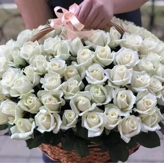 Большой красивые белые розы