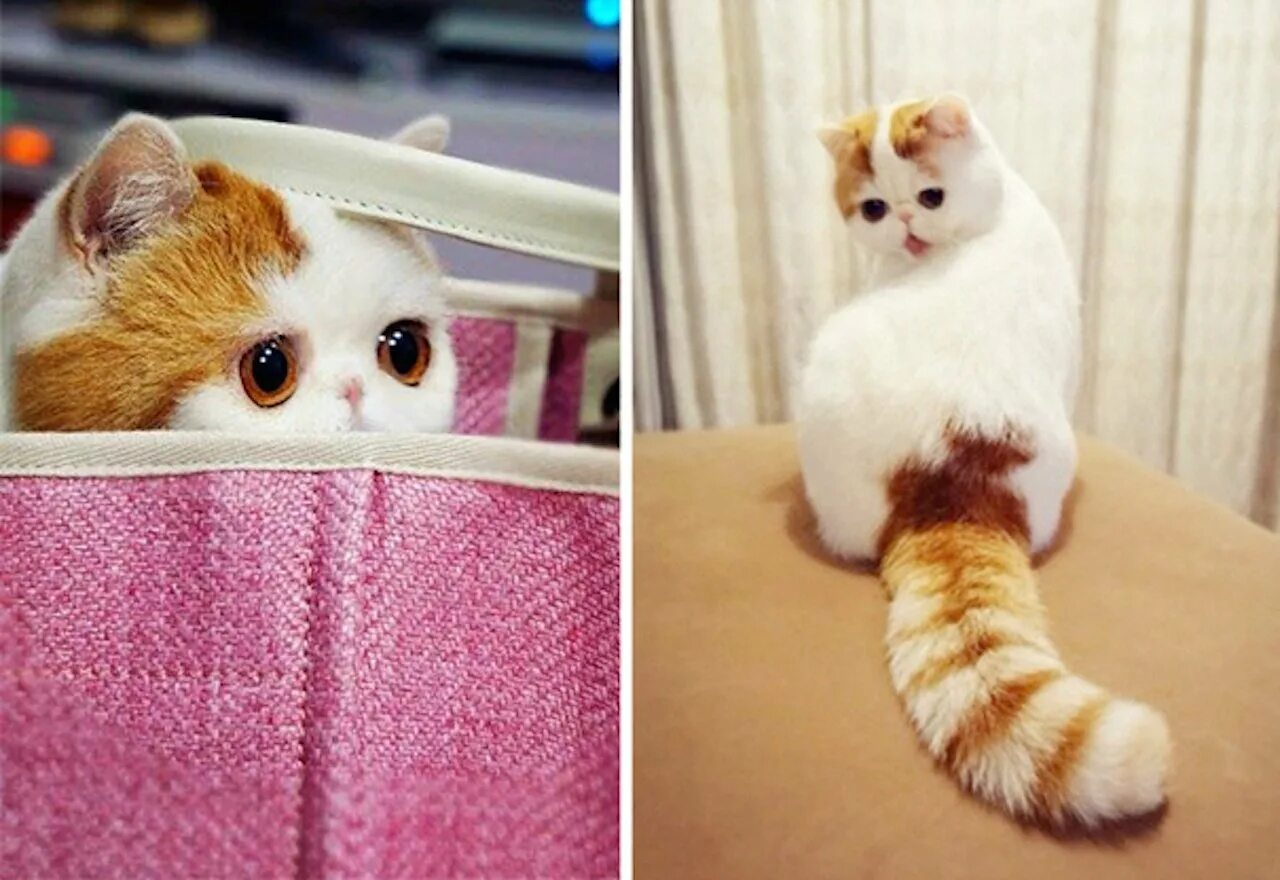 Кот Снупи. Японский кот Снупи. Экзотическая короткошерстная кошка Снупи. Вислоухий экзот Манчкин Снупи.