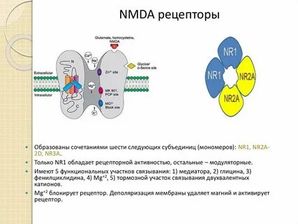 Nmda рецепторы
