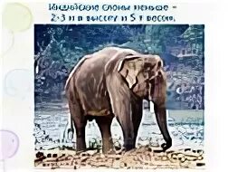 Слон конспект урока 3 класс 1 урок. Вес индийского слона. индийский слон весит. высота слона. индийский слон слайд.