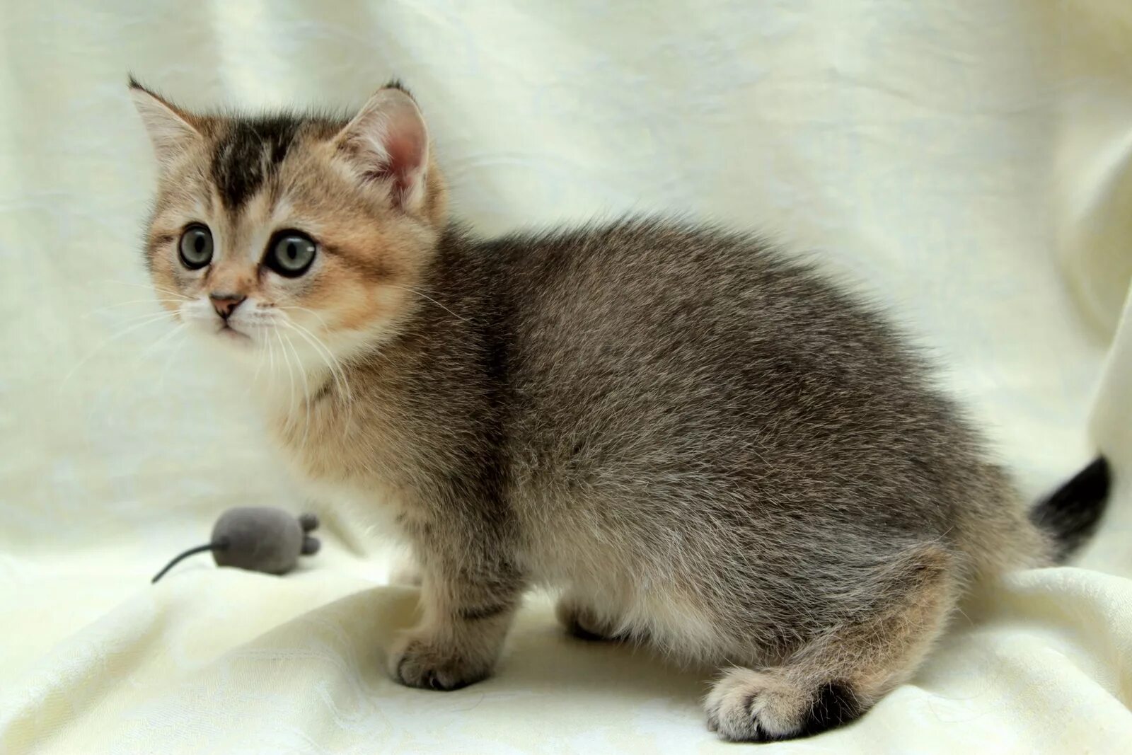 Экзоты и персы, экзотические котята: питомник кошек C-MATRIX EXOTIC CATTERY " C-