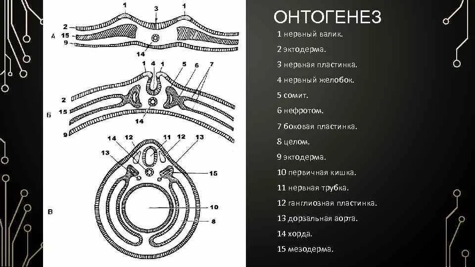 Сомиты и спланхнотом. Нефротом сомитов. Мезодерма Сомит. Боковая пластинка мезодермы.