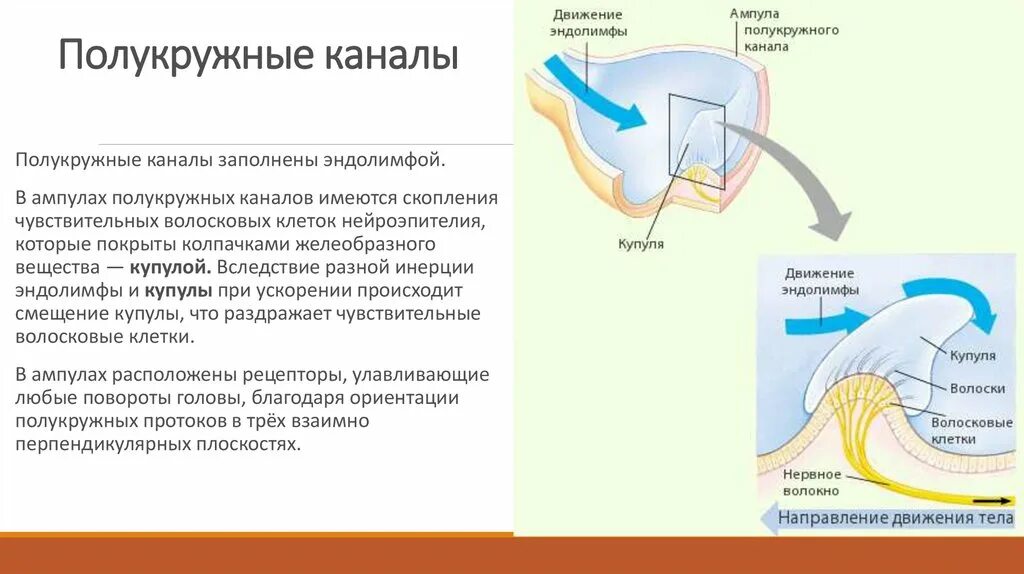 Полукружные каналы вестибулярного аппарата. Рецепторы ампул полукружных каналов. Полукружные каналы функции. Строение полукружных каналов вестибулярного аппарата.