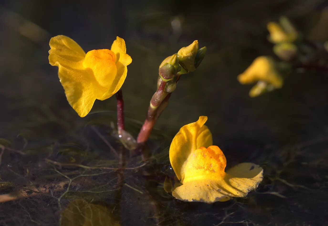 Пузырчатка растет. Пузырчатка обыкновенная. пузырчатка (utricularia). пузырчатка растение хищник. пузырчатка обыкновенная растение.