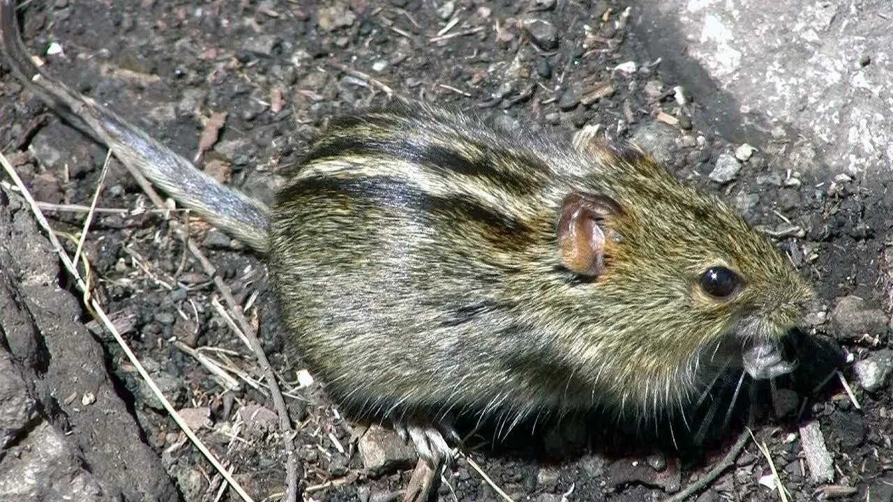 Мышь с полоской на спине как называется. Rhabdomys pumilio. полосатая полевка. мышь полевка с черной полосой. мышь полосатая полевая.