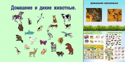 насекомые дикие и домашние