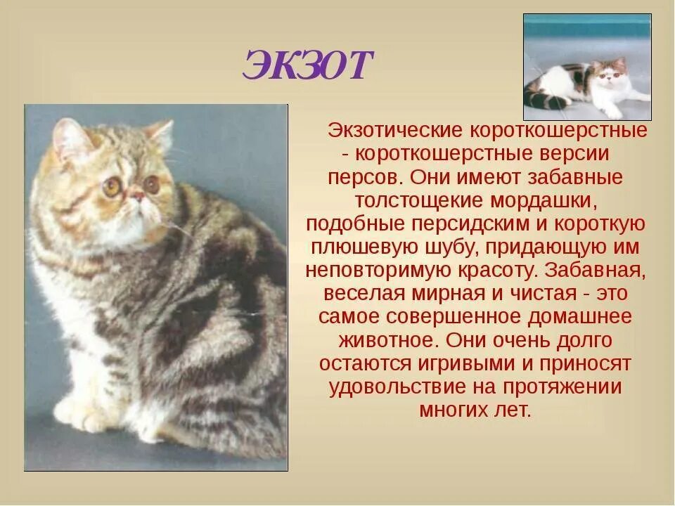 Кошки характеристики пород