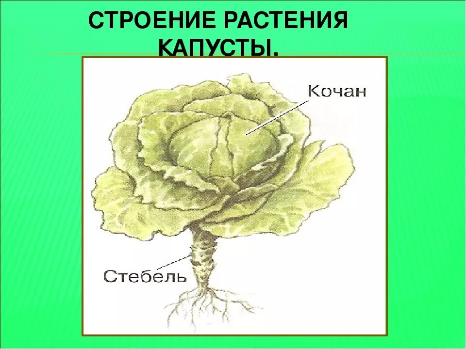 Капуста видоизмененный корень. Строение белокочанной капусты схема. Белокочанная капуста биология строение. Строение Лита белокочанной капусты. Строение листьев белокочанной капусты.