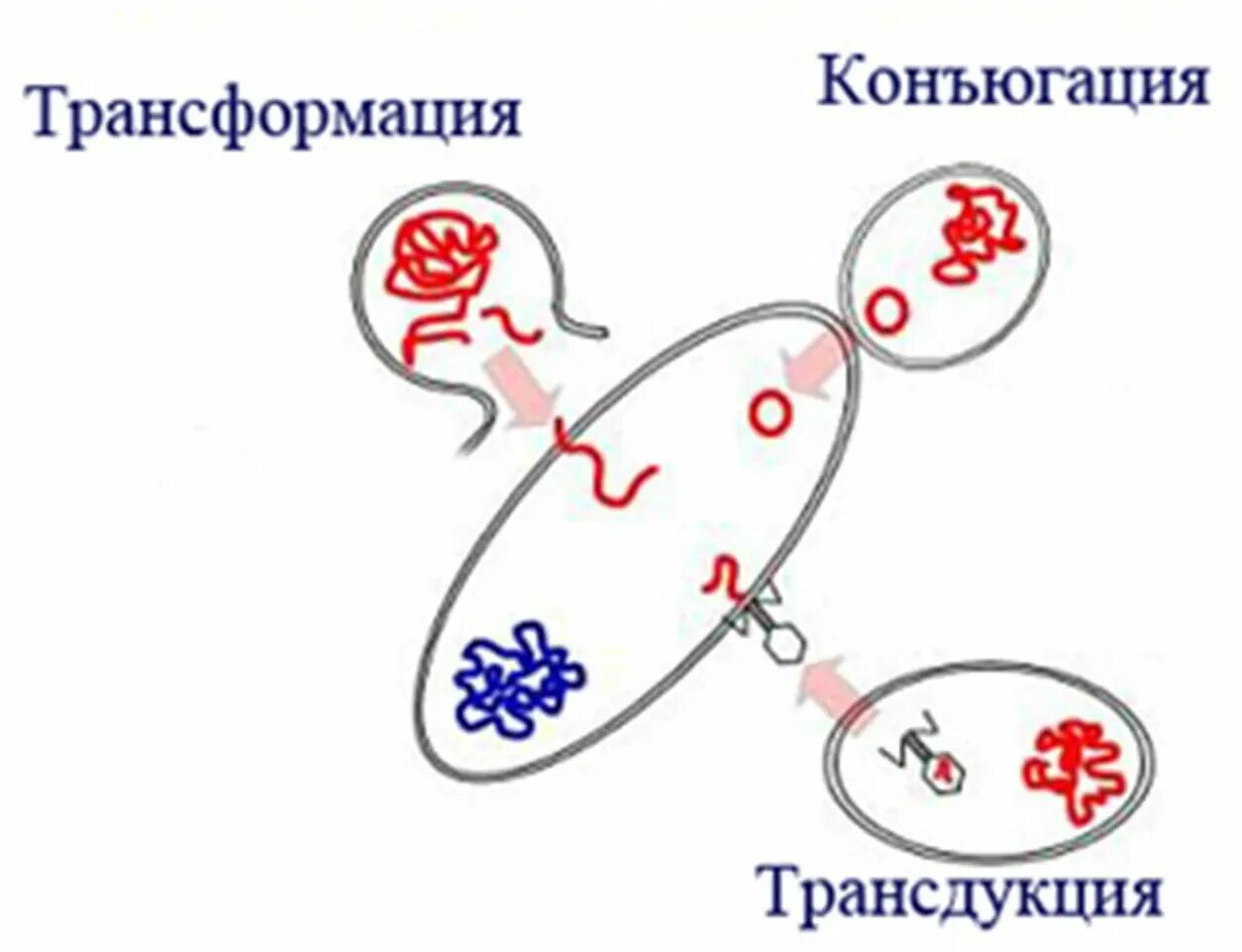 Трансформация трансдукция. Transduction. Трансформация и трансдукция видеоурок. Трансформация трансдукция. Трансдукция (генетика).