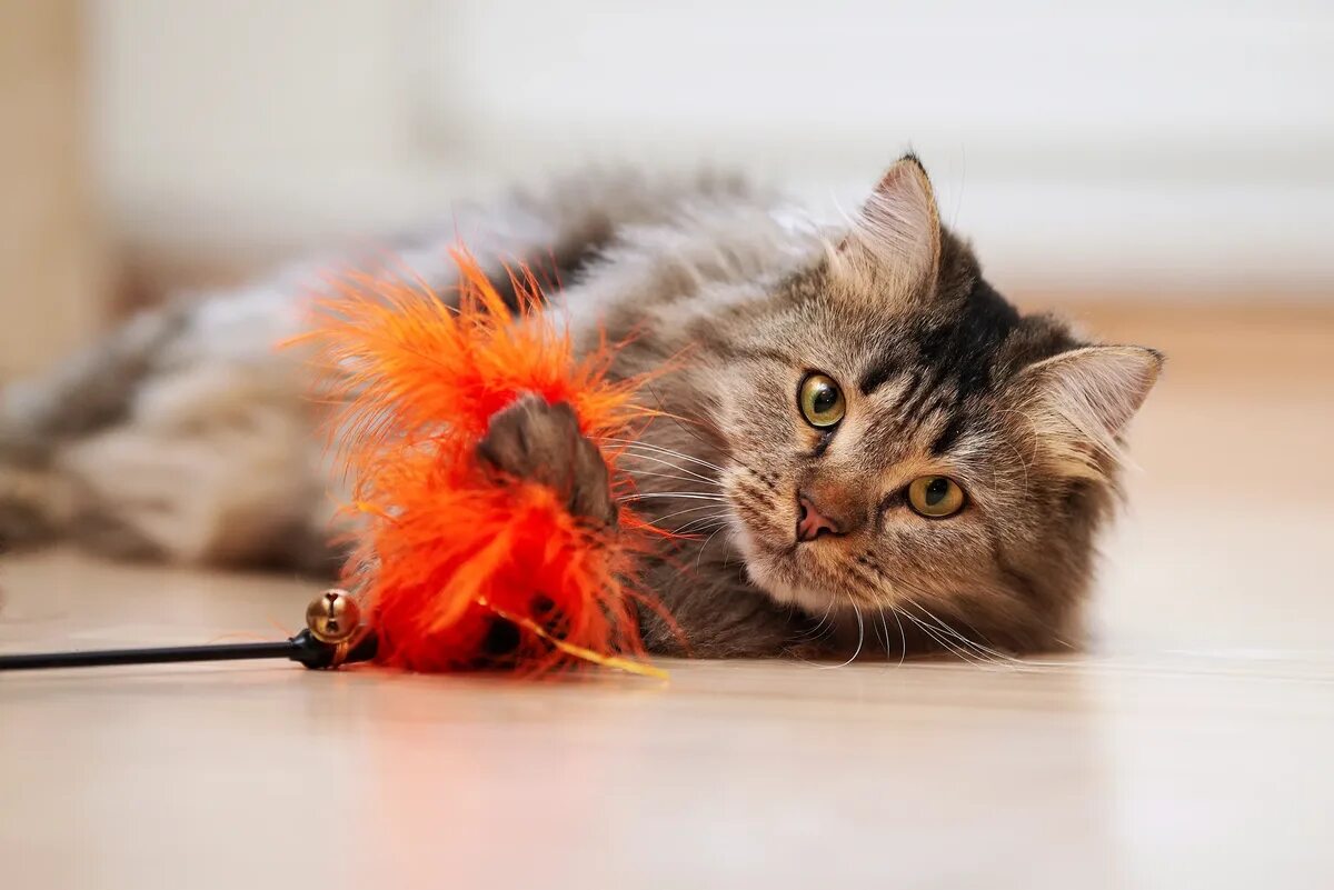Кот играет с игрушкой. Кошка играет. кошка играет с бантиком. кот играющий с бантиком.