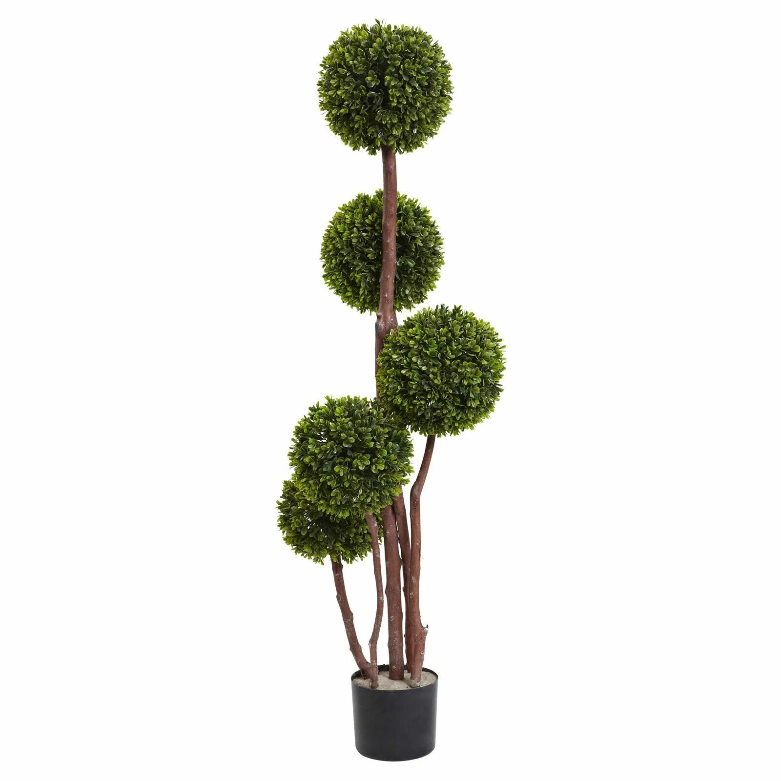 Boxwood Topiary. Boxwood дерево. Spiral-Shaped Boxwood Topiary. Топиари самшит Дельфин.