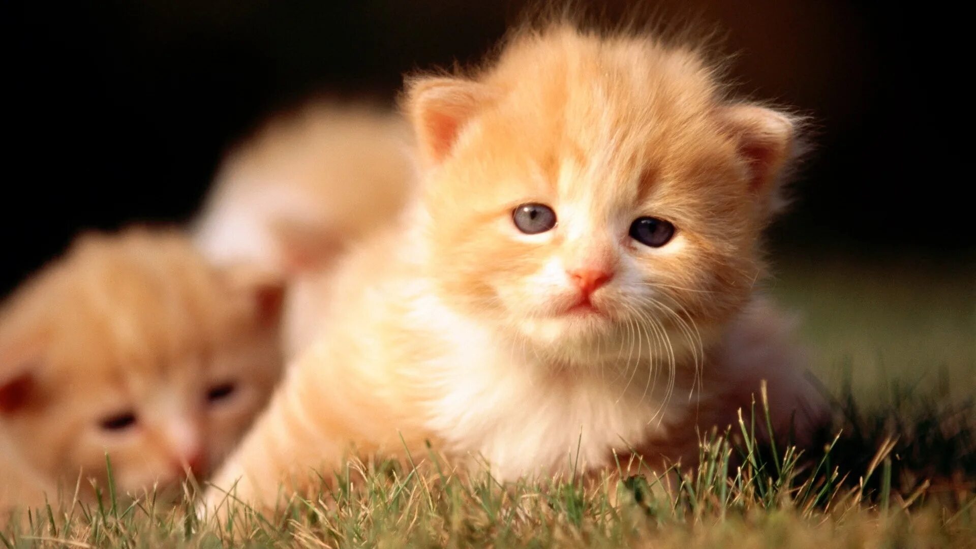 Котики картинки котиков. Милые котики. Милые котятки. Рыжий пушистый котенок. Милый котенок.