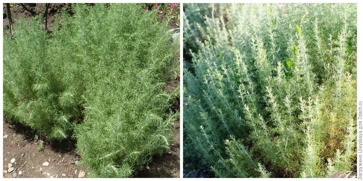 полынь от блох. полынь кошкам. полынь кошкам. полынь трава против блохи. полынь кошкам.