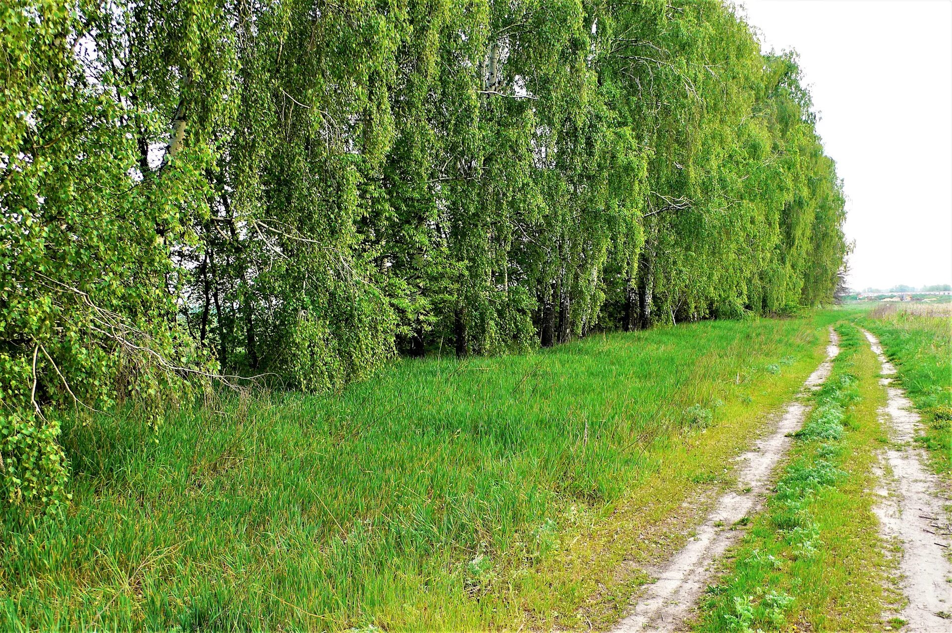 Лесополосы вдоль дорог. Лесополоса вдоль дороги. Лесополосы на полях. Березовая лесополоса. Лесополоса дорога.