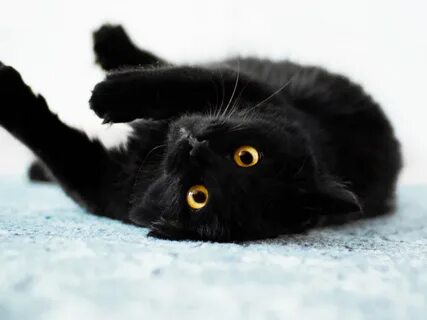 Privet black